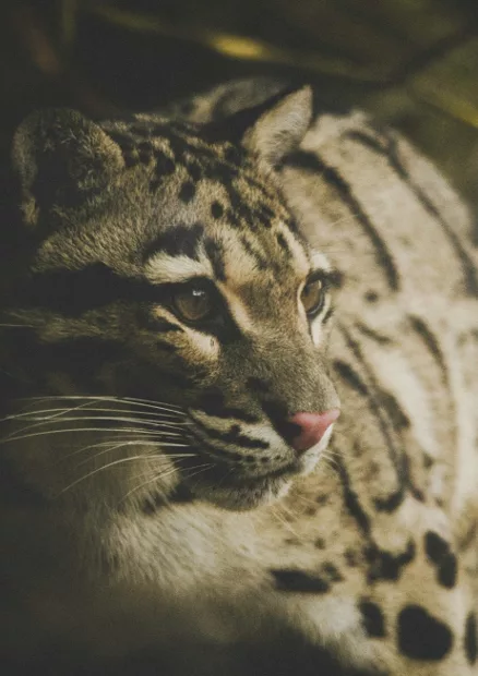 Ocelot personifying the Seeker